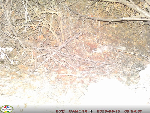 Burmese Ferret-badger