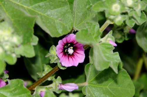 Tree Mallow
