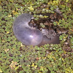 Physalaemus biligonigerus