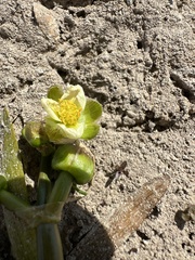 Sagittaria montevidensis ssp. calycina