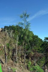 Casuarina junghuhniana, photograph (c) Andreas Christian Yudhistira, some rights reserved (CC BY)
