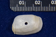 Periploma