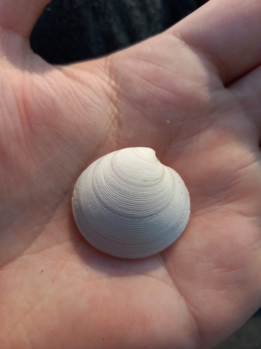 Dosinia maoriana, 2023-06-09