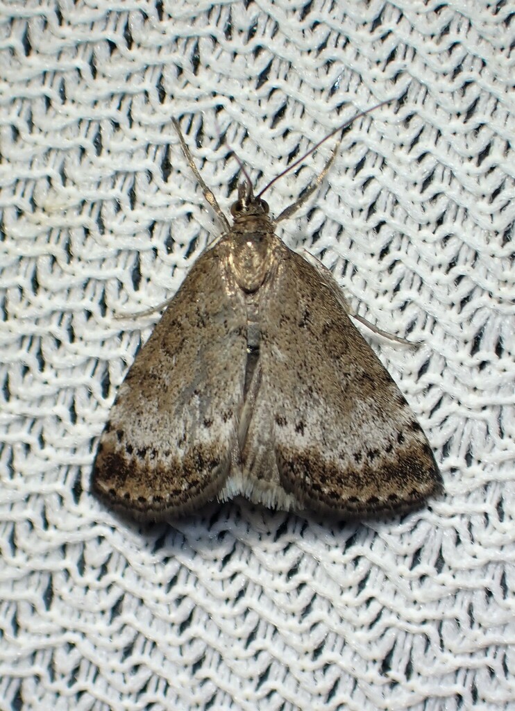Udea inquinatalis