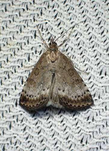 Udea inquinatalis