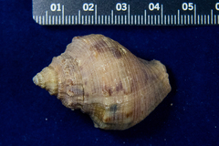 Stramonita canaliculata