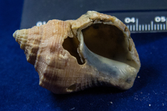 Stramonita canaliculata