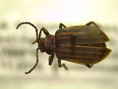 Neolochmaea dilatipennis
