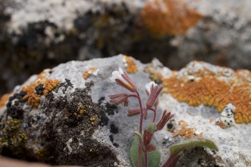 Image of Hoary phacelia by (c) Matt Berger, some rights reserved (CC BY)
