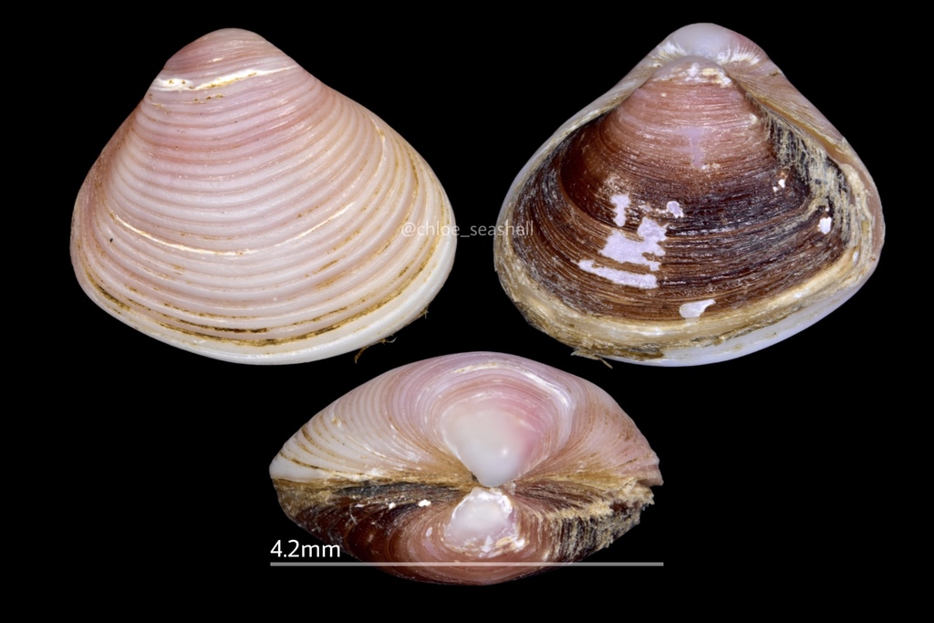 Varicorbula yokoyamai
