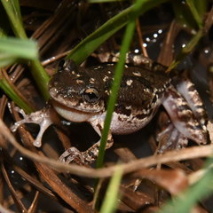Scinax granulatus