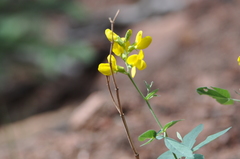 Thermopsis montana