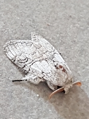 Calliteara horsfieldii