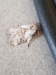 Calliteara horsfieldii