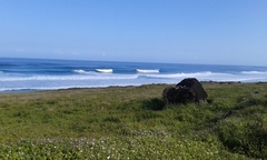 Megaptera novaeangliae