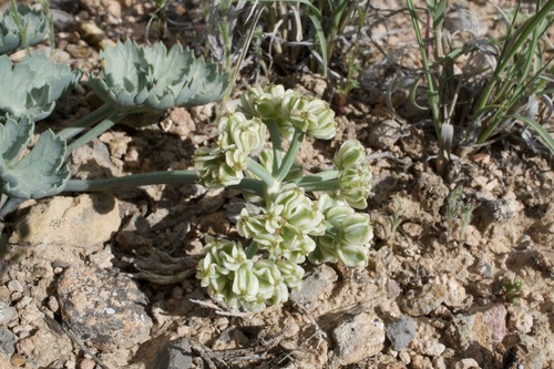 Image of Cymopterus basalticus by (c) Matt Berger, some rights reserved (CC BY)