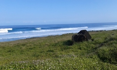 Megaptera novaeangliae