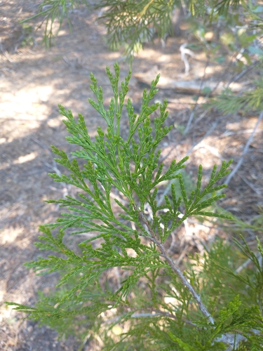 California Incense-Cedar