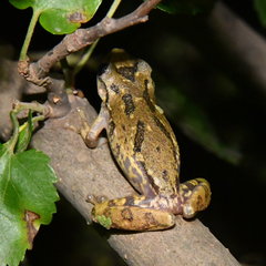 Scinax granulatus