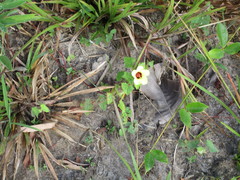 Pavonia cancellata