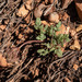 Talus Springparsley - Photo (c) Will Pearce, some rights reserved (CC BY-NC), uploaded by Will Pearce