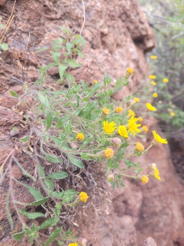 South Fork Trail #243