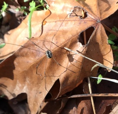 Leuronychus pacificus