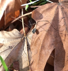 Leuronychus pacificus