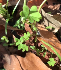 Leuronychus pacificus