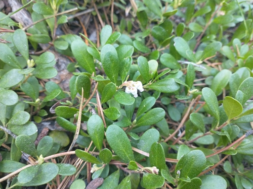 bearberry