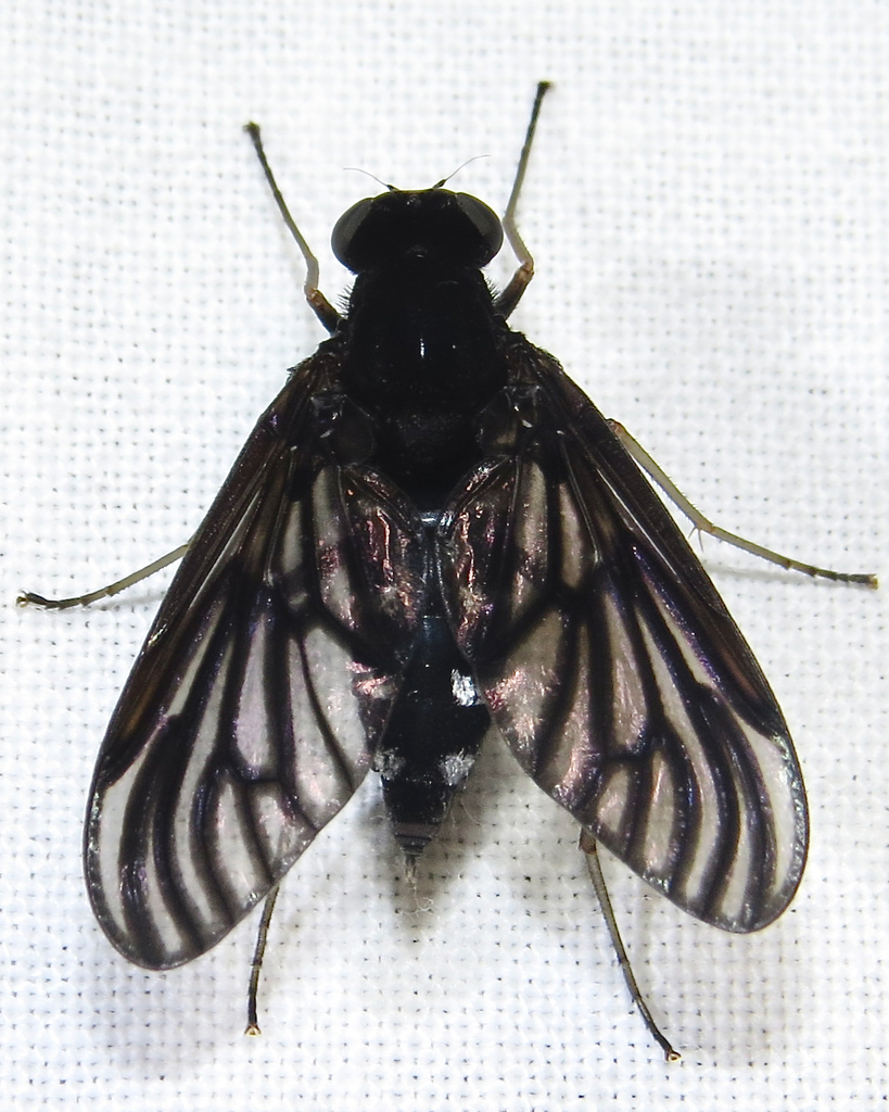 Chrysopilus connexus