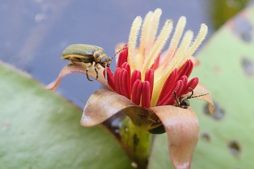 Waterlily Leaf Beetle photo 5