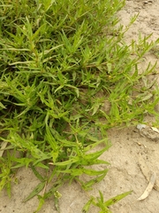 Persicaria prostrata