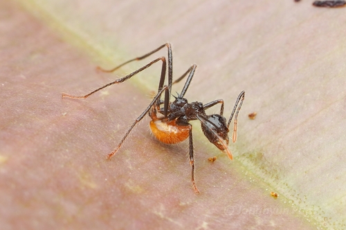 Myrmicaria luteiventrisMyrmicaria luteiventris
