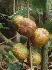 Ficus sur