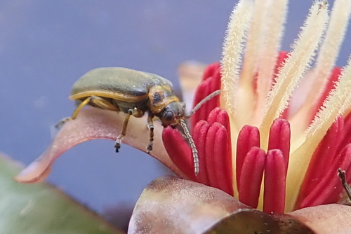 Waterlily Leaf Beetle photo 3