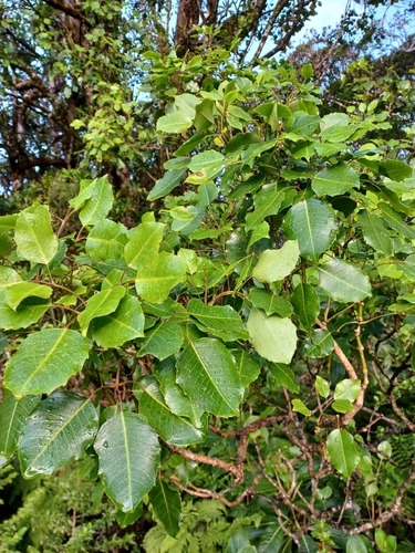 Cheirodendron trigynum observed 2023-04-26