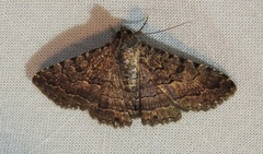 Diatenes aglossoides