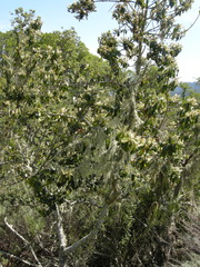 Prunus ilicifolia ilicifolia