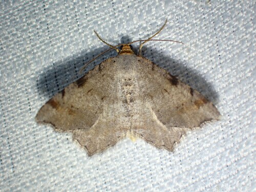 Jack Pine Angle