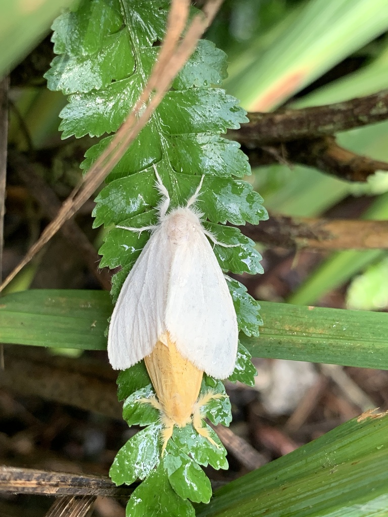 Euproctis sericea