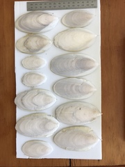 Sepia mestus