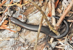Tetradactylus seps