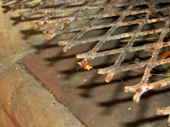 Pseudotheraptus wayi