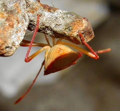 Pseudotheraptus wayi