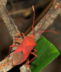 Pseudotheraptus wayi