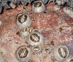 Chelonibia testudinaria