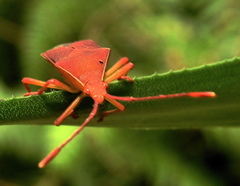 Pseudotheraptus wayi