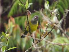 Cnemoscopus rubrirostris