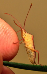 Pseudotheraptus wayi